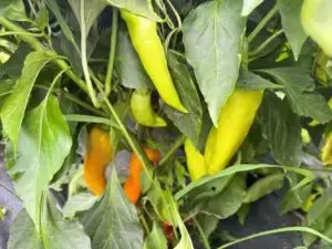 Bgci Carliston sweet peppers on the vine