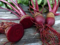 Beet