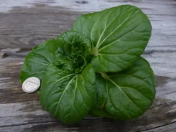 Bok Choy