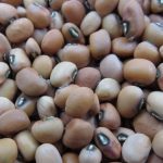 Black-Eyed Pea (Cowpea) Seeds, Lolaz