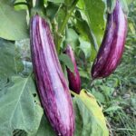 Eggplant Seeds, Manisa Purple Striped