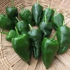 Ancho Poblano hot pepper in a basket