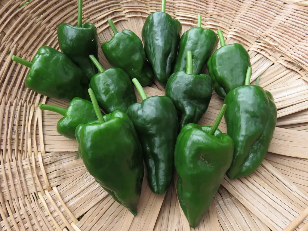 Ancho Poblano hot pepper in a basket