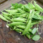 Sugar Snap Pea
