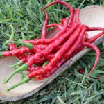 Sweet Pepper Seeds, Tatlı Kıl