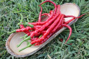 Tatlı Kıl peppers are photographed in a long wooden bowl on grass