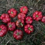 Sweet Pepper Seeds, Kamber