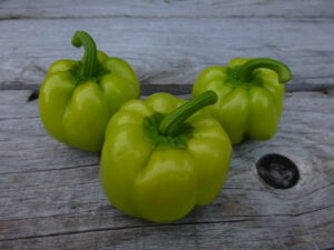Kandil Dolma bell pepper photographed on wooden surface.