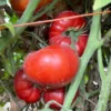 Ripe Lice red tomatoes growing on vines
