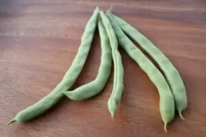Green Bean Seeds, Tashjian's Ayşe Kadın