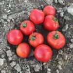 Tomato Seeds, Ayaş Paste