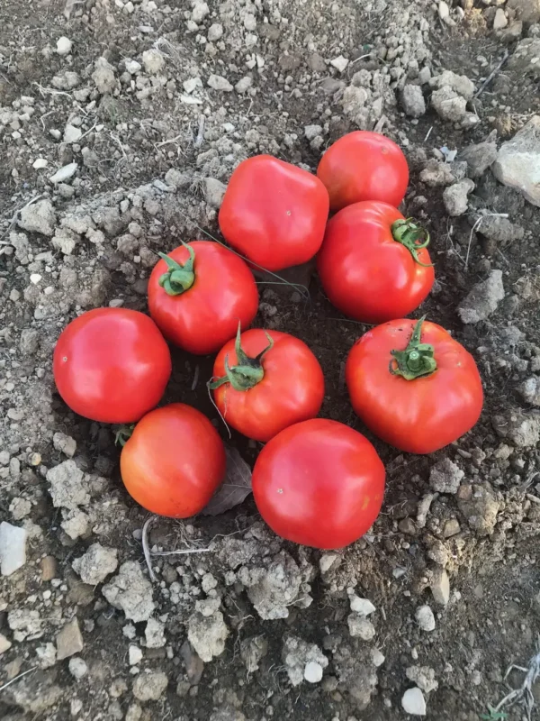 Ayaş, Paste Tomato Seeds