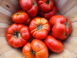 Fresh, ripe Maniye tomatoes in a basket