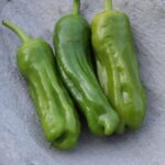 Sweet Pepper Seeds, Tatlı Üçburun