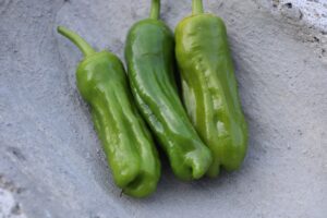 Three Tatli Ucburun sweet pepper fruits are lined up in a concrete bowl.