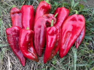 Ten ripe Yağlık 28 peppers on green and dead grass.