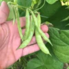 Hand holding Pink Tip greasy bean pods