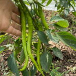 Sweet Pepper Seeds, Sürmeli