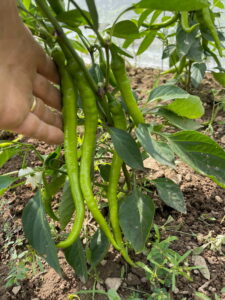Farmer's hand holding a number of green Sürmeli sweet peppers.