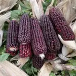 Corn Seeds, Bloody Butcher