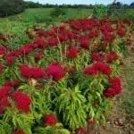 Celosia Seeds, Tornado Red