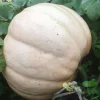 Large pale Ovabuku Round winter squash among green leaves