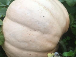 Large pale Ovabuku Round winter squash among green leaves