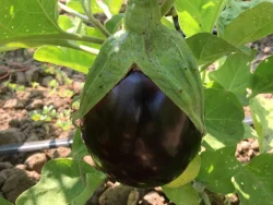 Eggplant Seeds, Topan 374