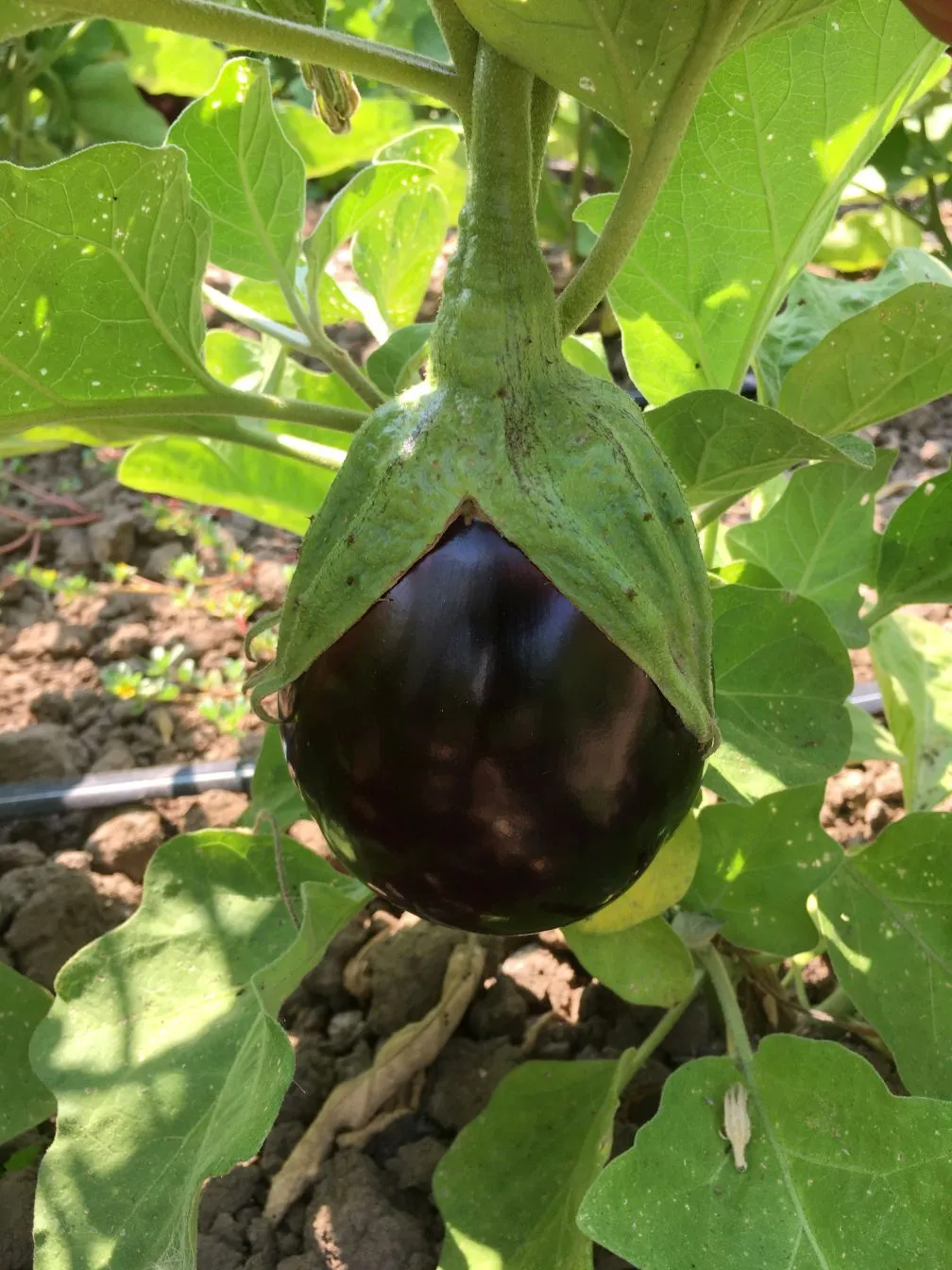 Eggplant Seeds, Topan 374