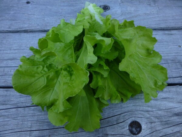 Tokyo Bekana leaves photographed on wooden background