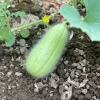 Green fuzzy Turkish acur melon Gorkok growing in soil