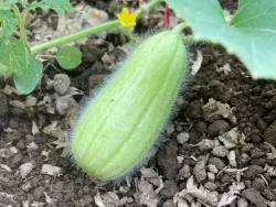 Green fuzzy Turkish acur melon Gorkok growing in soil