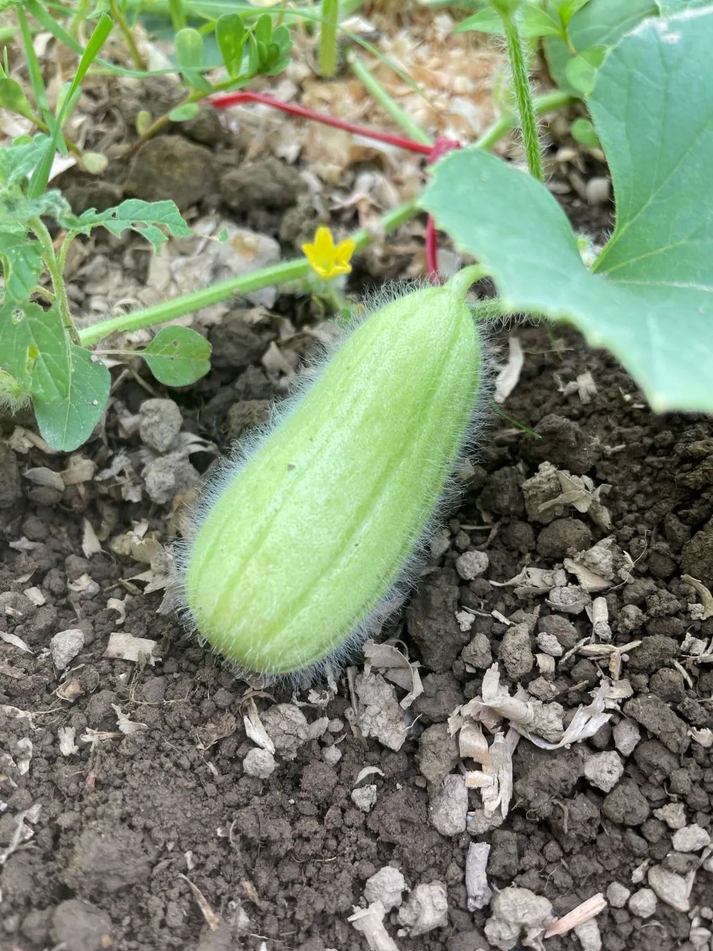 Green fuzzy Turkish acur melon Gorkok growing in soil