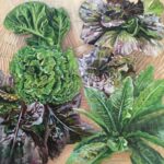 Lettuce Seeds, Green Oakleaf