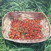 Cherry tomato illustration.