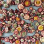 Strawflower Seeds, Apricot