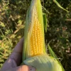 Ear of Buhl sweet corn in farmer's hand.