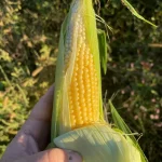 Corn Seeds, Buhl