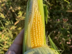 Ear of Buhl sweet corn in farmer's hand.
