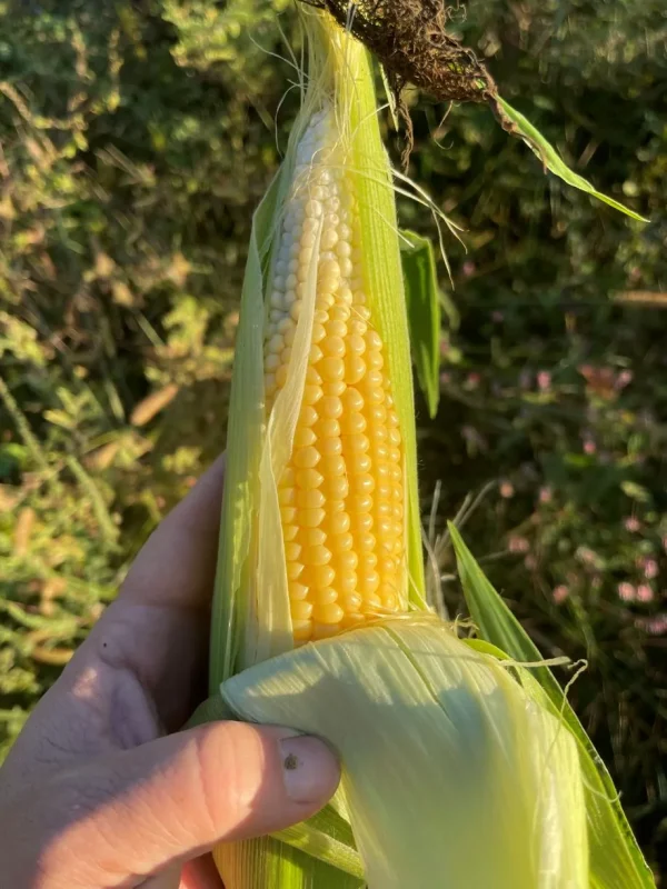 Ear of Buhl sweet corn in farmer's hand.