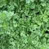 Cilantro plants at full maturity photographed in a field in OH.