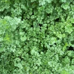 Cilantro Seeds