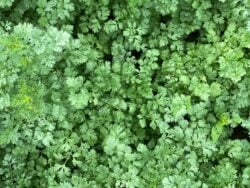 Cilantro plants at full maturity photographed in a field in OH.