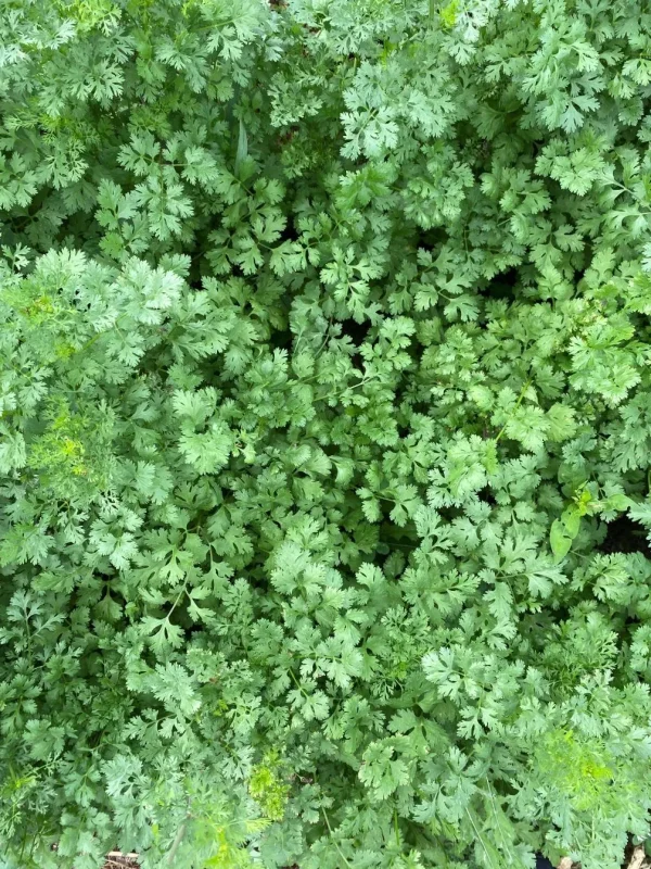 Cilantro plants at full maturity photographed in a field in OH.