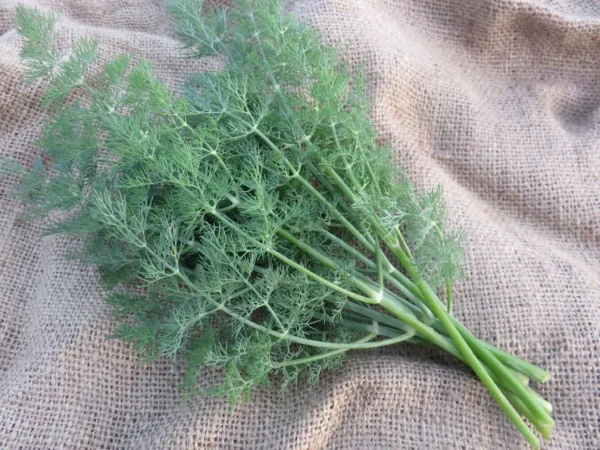 A bunch of Gonen 10 dill photographed on burlap bag.