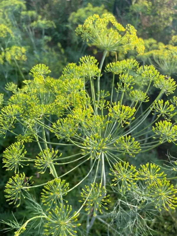 Dill Seeds, Gönen 10 - Image 2