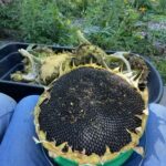 Sunflower Seeds, Kara Barut