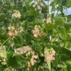 Prolific Sunset Runner Bean flowers are visited by a bumble bee.