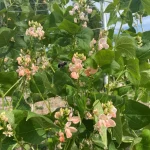Runner Bean Seeds, Sunset