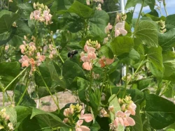 Prolific Sunset Runner Bean flowers are visited by a bumble bee.